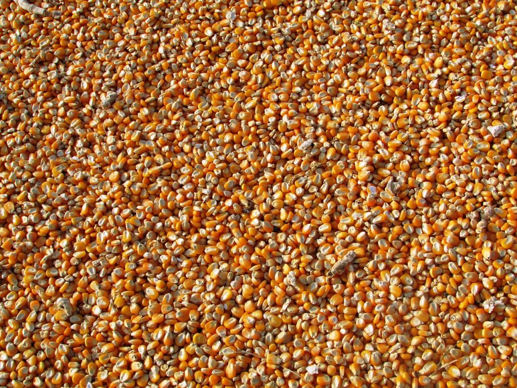 Animal Corn