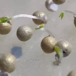 بذر توتون AABT