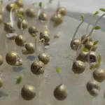 بذر توتون AABT