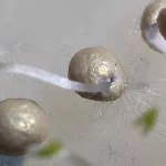 بذر توتون برزیل