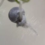 بذر توتون برزیل